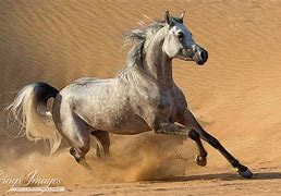 Image result for Great Arabian Horses