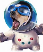 Image result for Dog I Space Funny