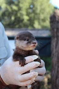 Image result for Baby Otter Just-Born