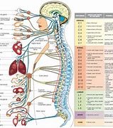 Image result for Anatomy Human Body Systems