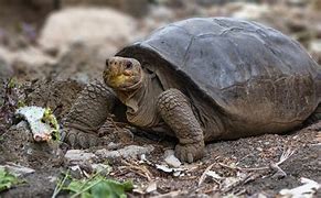 Image result for Giant Tortoise Extinct