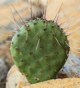Image result for Opuntia rhodantha