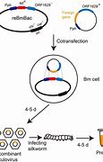Image result for Recombination Virus Diagram