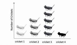 Image result for Different Types of Crickets