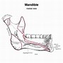 Image result for Mandibular Fossa Anatomy