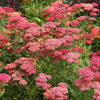 Image result for Achillea millefolium Cerise Queen