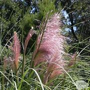 Image result for Cortaderia selloana Rosea