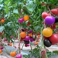 Image result for Rainbow Tomatoes