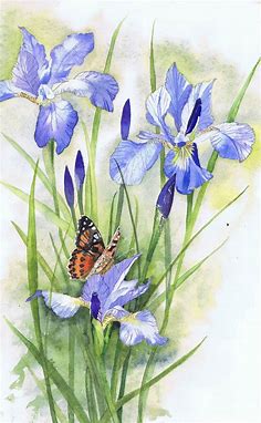 Painted Lady butterfly on Irises - watercolour painting by Julie Horner | Iris painting, Butterfly art painting, Butterfly watercolor