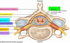 Image result for Spinal Cord Vertebrae Anatomy