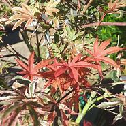 Image result for Acer palmatum Shirazz