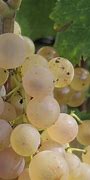 Image result for Uni Blanc Grape