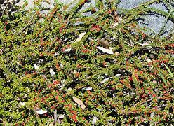 Image result for cotoneaster_horizontalis
