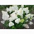 Image result for Hydrangea paniculata Diamantino