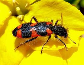 Image result for Insekti Crni Mali