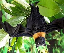 Image result for Real Stuffed Bat