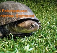 Image result for Pelusios chapini