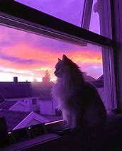 Image result for Lo-Fi Wallpaper Cat