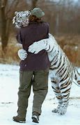 Image result for Tiger Hugging Man