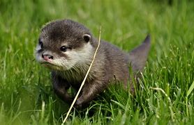 Image result for Chinese Otter