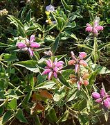 Image result for Phlomis taurica