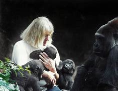 Image result for Zookeeper Gorilla