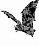 Image result for Cartoon Bat Transparent Background