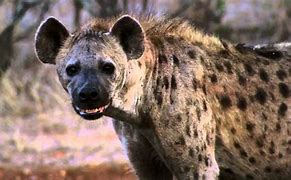Image result for Hyena Sound