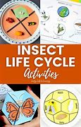 Image result for Insect Life Cycle Stages Preschool