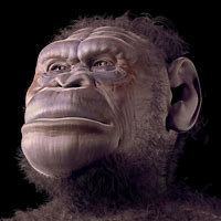 Image result for Australopithecus