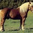 Image result for Noriker Horse Breed
