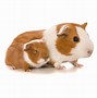 Image result for Cavy Guinea Pig
