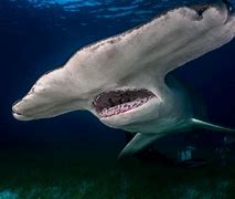 Image result for Biggest Shark in the World Today