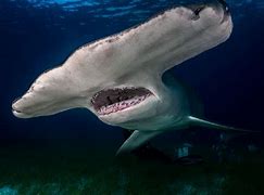 Image result for Biggest World Largest Shark