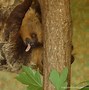 Image result for Realy Cute Sloth Wallpaper