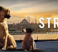 Image result for New Movie Strays