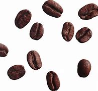 Image result for Graine De Café