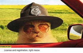 Image result for Funny Cat Police