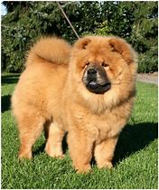 Image result for chow_chow