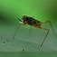 Image result for Cricket Animal Poisonous