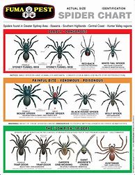 Image result for Deadliest Spider in Australia