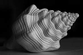 Image result for Black and White Sea Shells