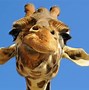 Image result for Funny Animal Wallpaper Company