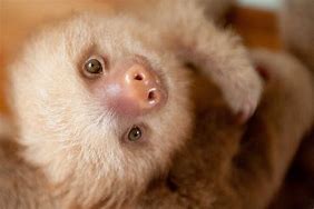 Image result for Sloth Face