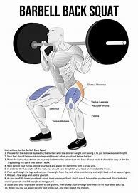 Image result for Squat Anatomy