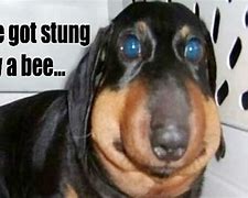 Image result for Boo Bees Dog Meme
