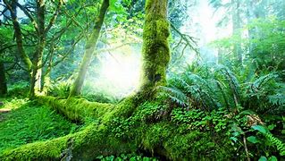 Image result for Tropical Forest Wallpaper 4K