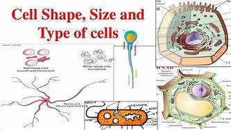 Image result for Cell Size' 8th