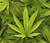 Image result for marijuana leaf