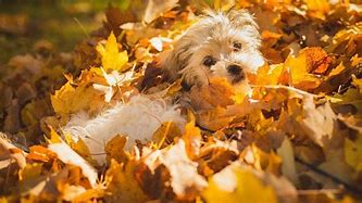 Image result for Funny Fall Wallpaper